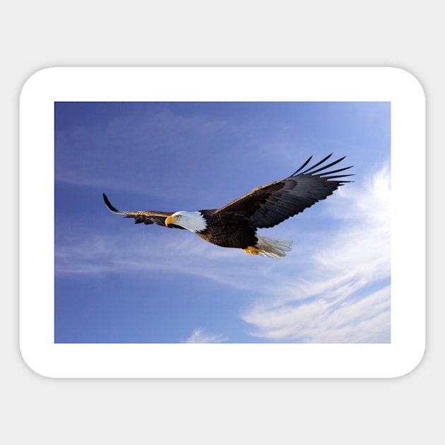 Flying Bald Eagle Sticker by kawaii_shop